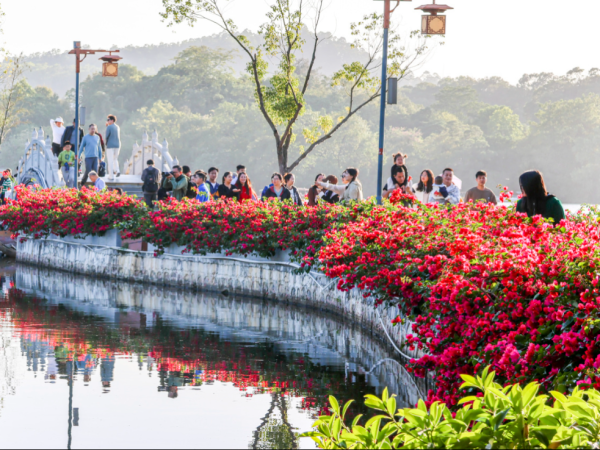 配资网站推荐 镜头里的初冬浪漫！惠城这些“花路”藏不住了